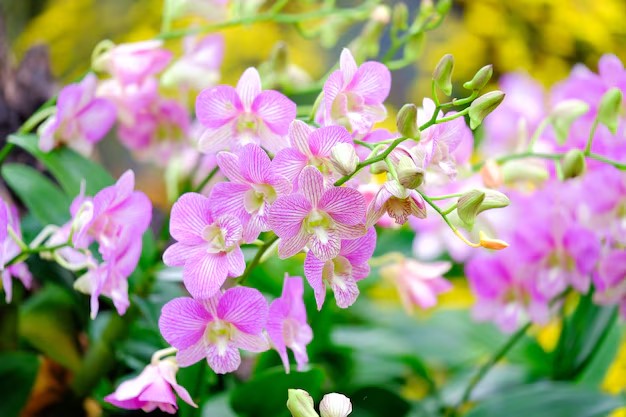 The Growing Prominence of the Thailand O